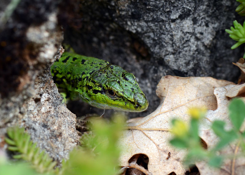 Podarcis siculus, uscita dal riparo